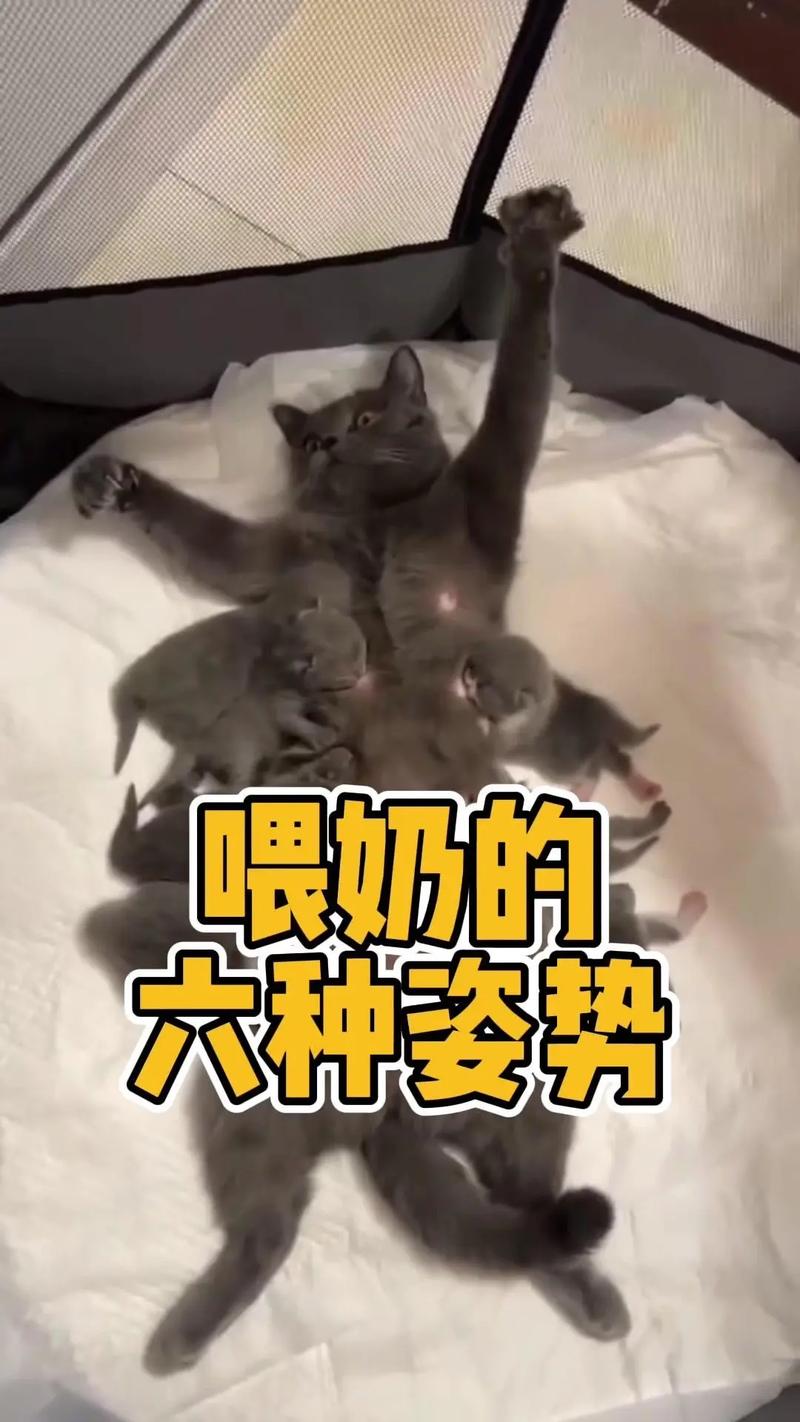 猫咪催奶吃什么比较好