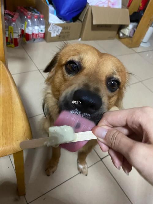 狗能吃绿豆雪糕吗
