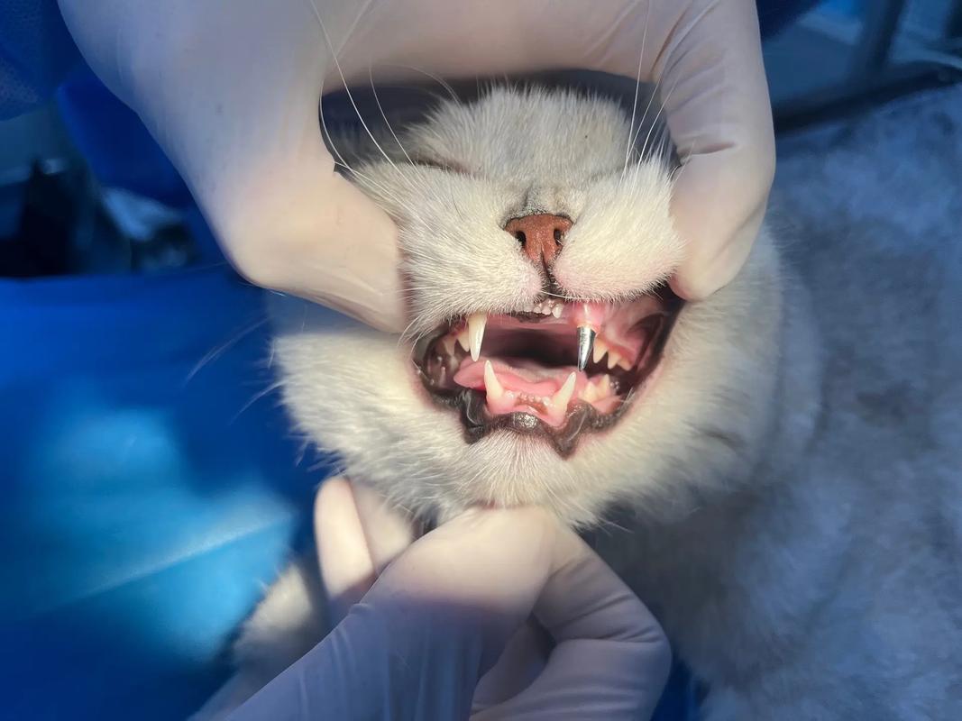 猫咪的牙掉了怎么办