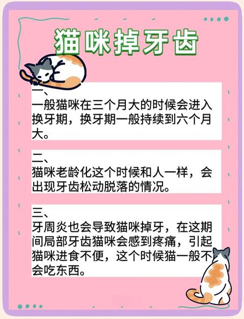 猫咪牙齿掉了怎么办