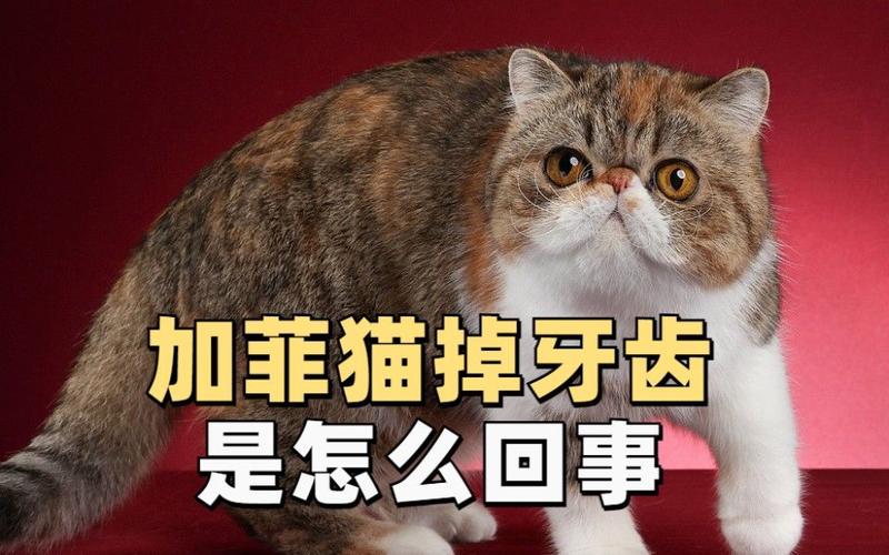 加菲猫的牙齿磕掉了该怎么办?