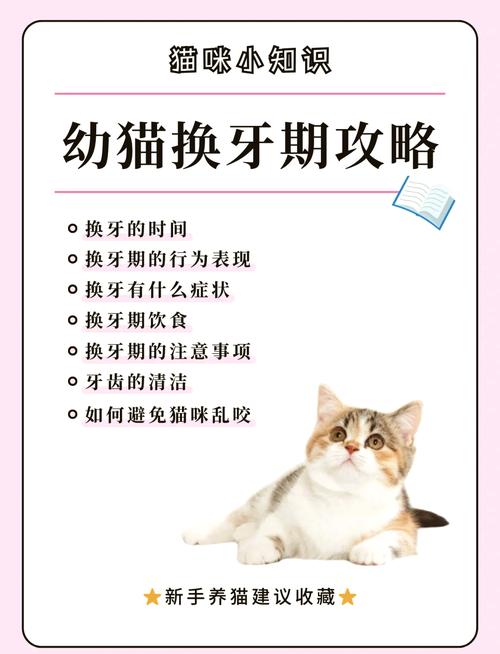 六个月猫咪牙齿掉了流血,6个月的猫牙掉了怎么办