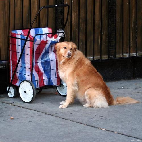 狗狗惊吓后不敢出门怎么办?