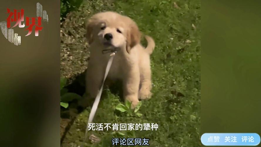 狗狗为什么不敢出门遛