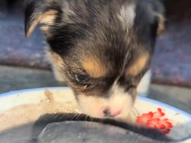 小狗可以吃黑芝麻糊吗?