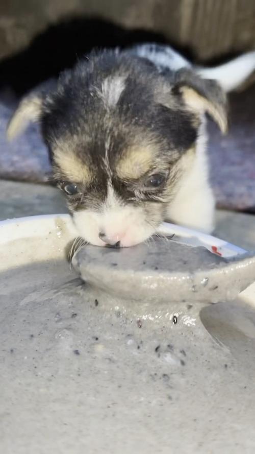 给狗狗喂食了黑芝麻湖不会死吧!