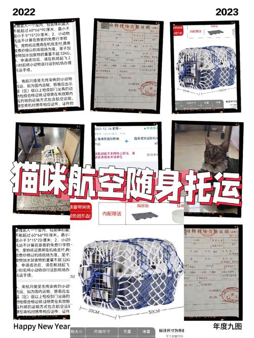 猫咪托运需要办理什么