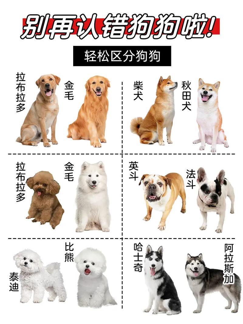 怎么样才能看出一只狗狗认不认主人?