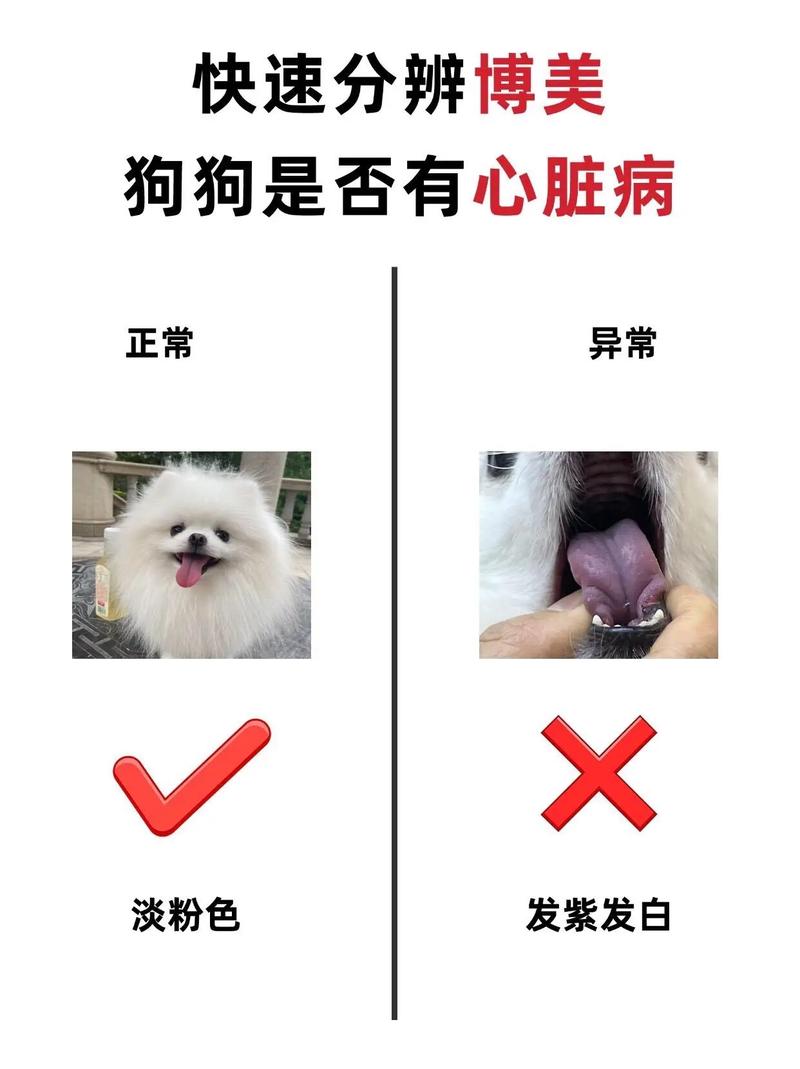 如何知道狗狗认了主人