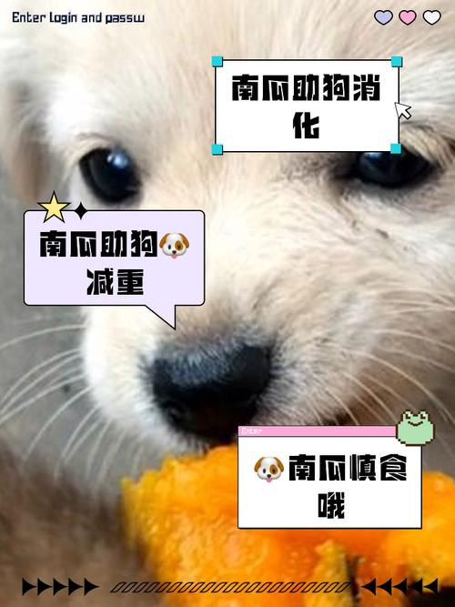 狗狗为什么吃生地瓜