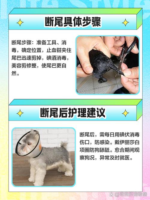 泰迪狗狗怎么断尾