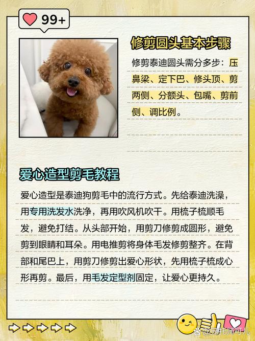 泰迪可以剪的10大造型