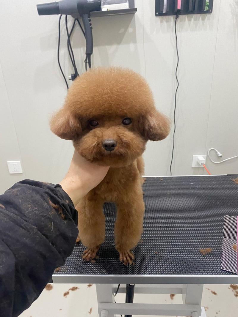 泰迪小狗如何断尾?