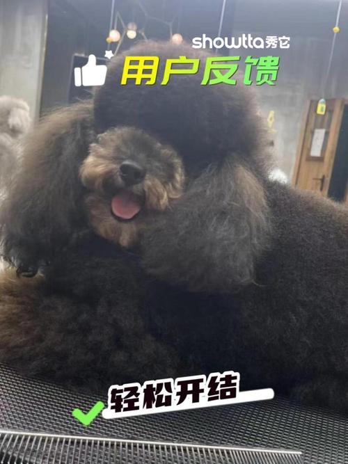 泰迪狗冬天做什么发型比较好?