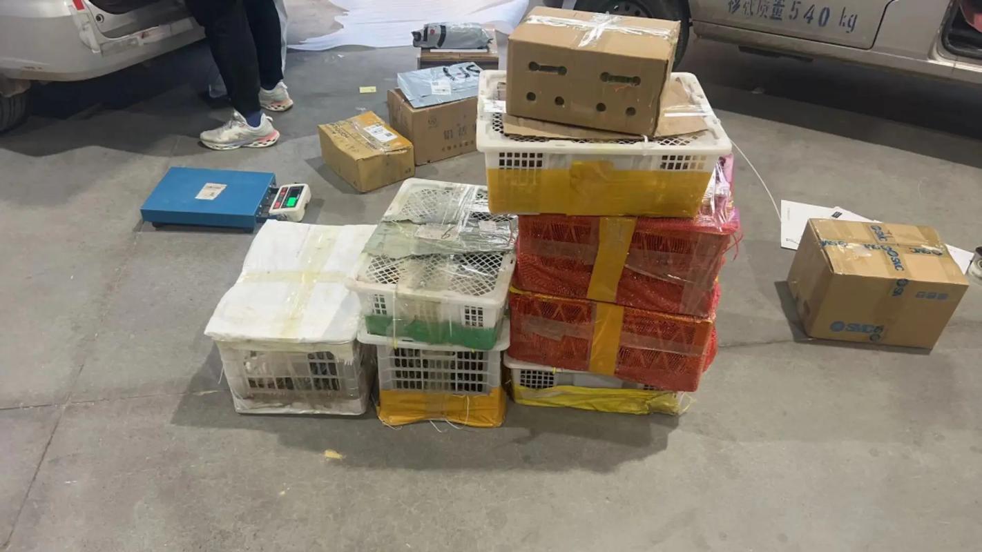 哪个快递可以运输狗