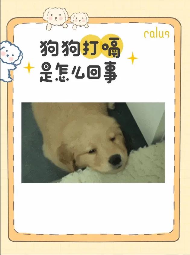 狗狗老是打嗝为什么不吃饭