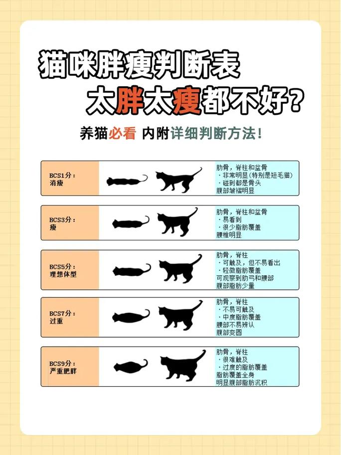 猫咪不要太胖了!_不同猫咪正常体重标准