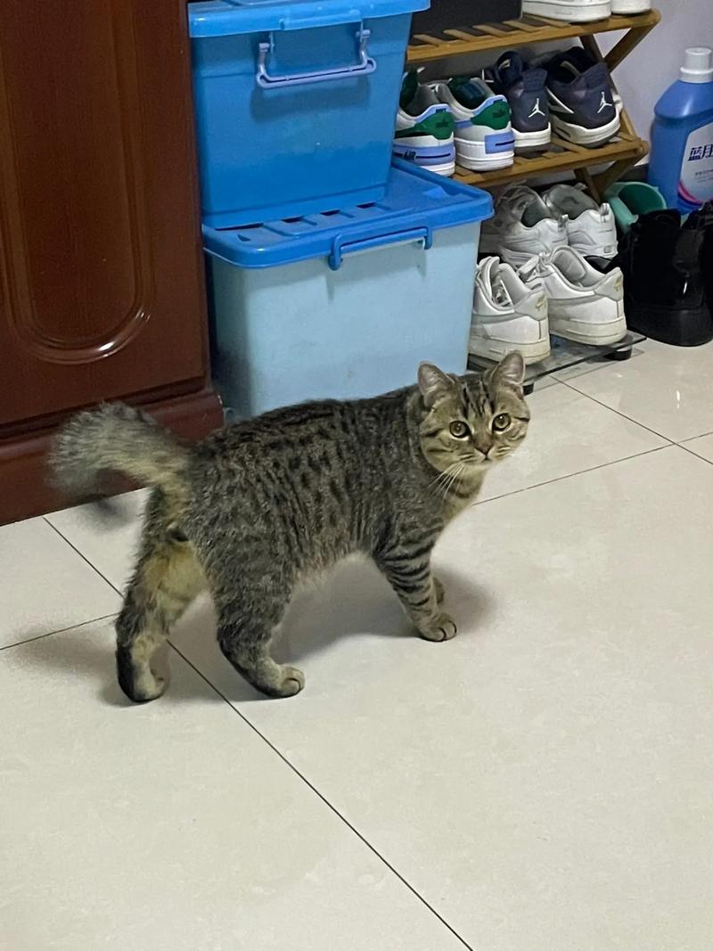 一只猫成年时的体重一般为多少?寿命为多少年?