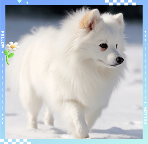 五种长得像狐狸的狗狗,你知道哪几种?