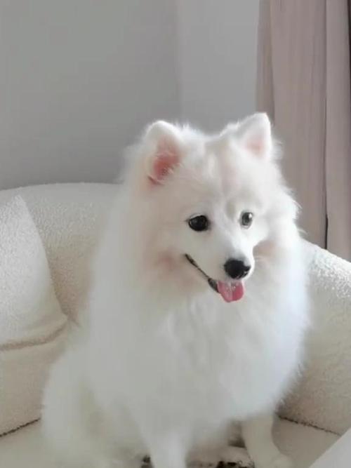 对于贵宾犬有哪些误区?