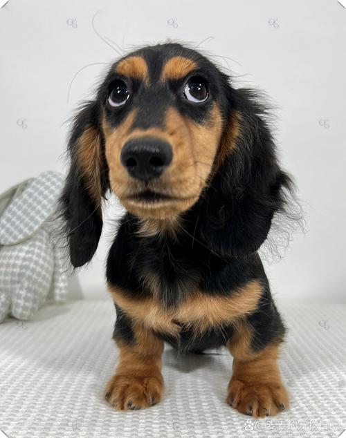 有一种狗狗,眼睛很大,是什么品种?