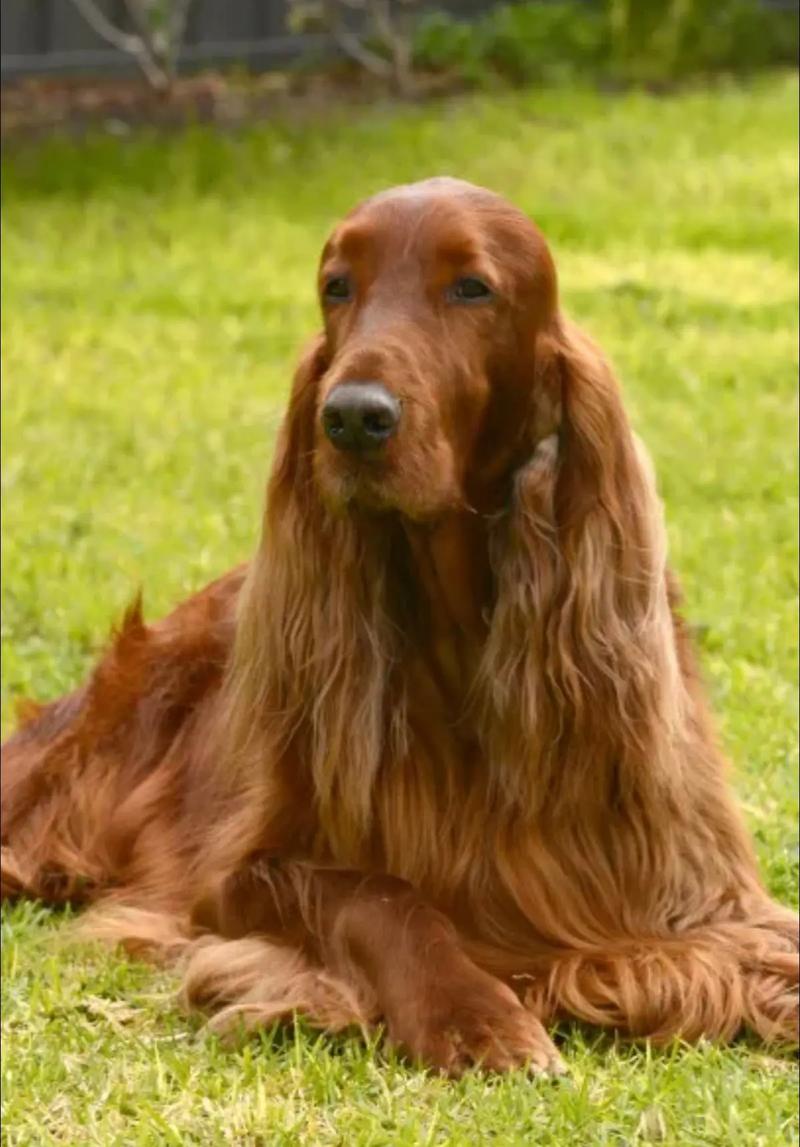 意大利小灵缇最详细的资料