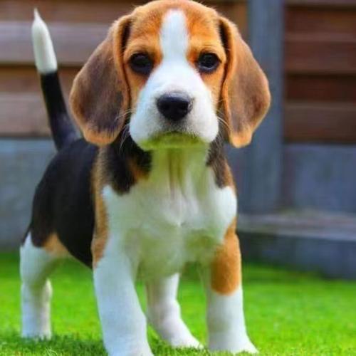 眼睛大耳朵大的狗叫什么