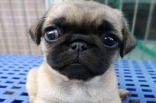 大眼睛狗狗品种