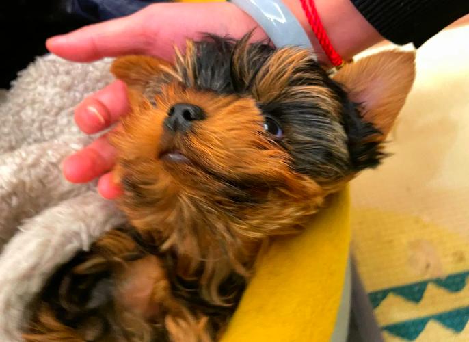 狗狗疫苗什么牌子好,怎么打?