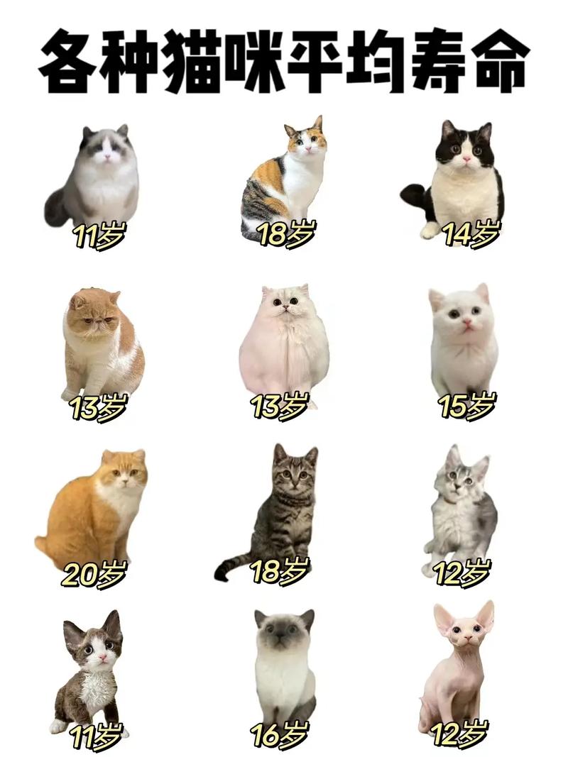 普通的猫寿命是多少年?我的猫十一岁了,它还能活多久?
