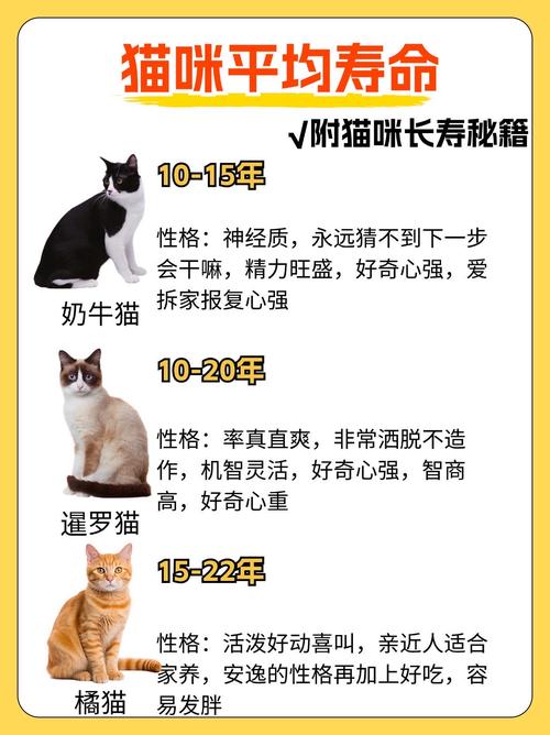 猫咪的寿命有多长?
