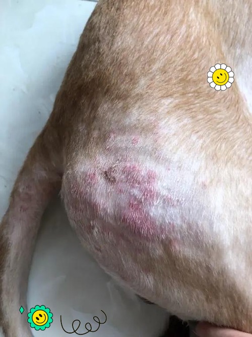 狗狗身上有螨虫