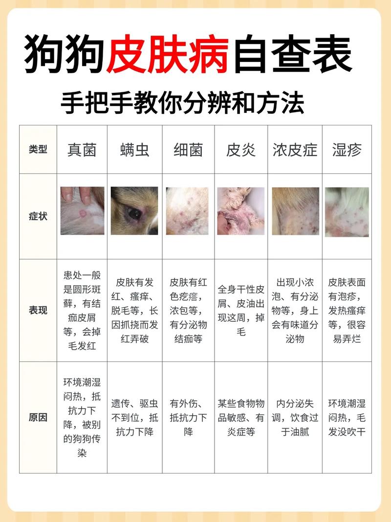 狗狗身上有螨虫怎么处理