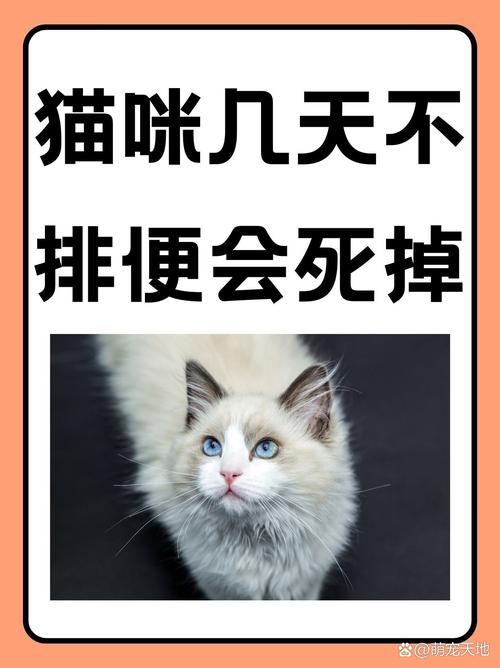 小无毛猫不拉屎,小无毛猫不拉屎几天算便秘