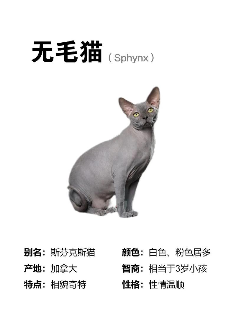 猫咪三天不拉屎是怎么回事