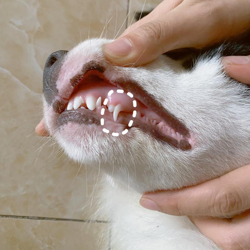 狗狗一边长了两颗尖牙可以自行拔掉吗