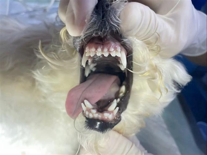 狗狗为什么两排牙齿