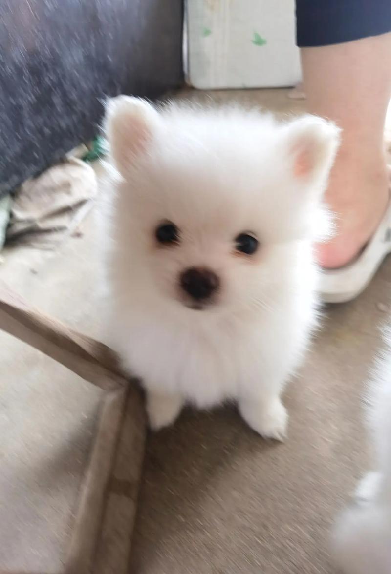 博美出生多少天可以吃狗粮