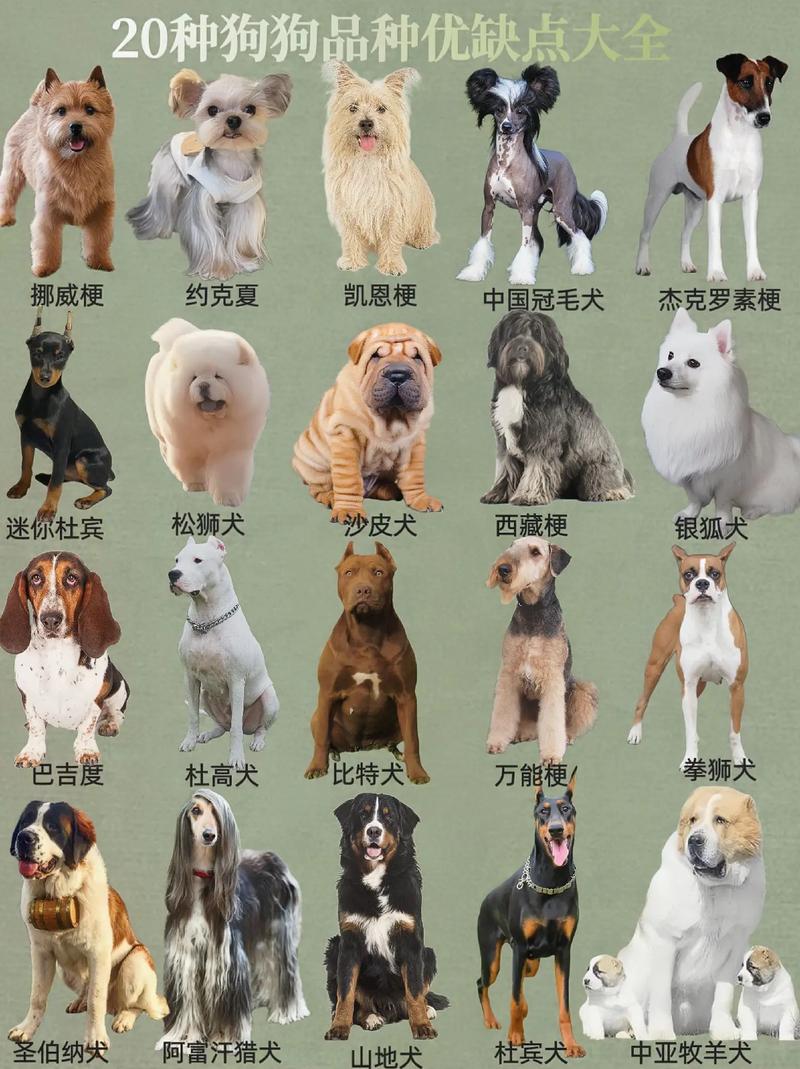 好听的狗狗名字大全好听的狗狗名字有哪些