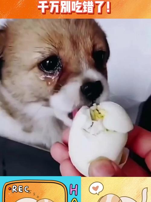 狗狗吃了皮蛋怎么办?