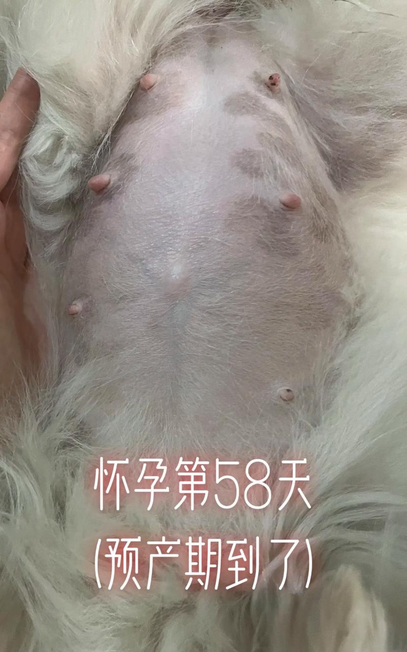 怀孕了,我家狗狗死了,可以抱抱它吗