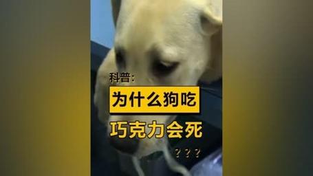 狗狗趁我不注意吃了一点巧克力蛋糕,会怎样