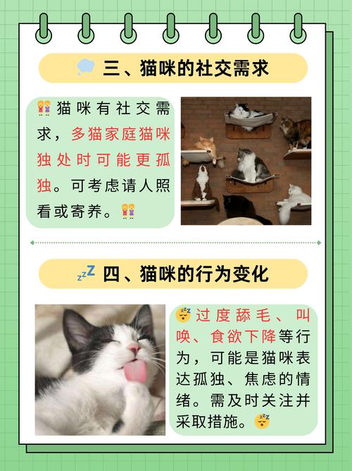 猫自己在家能呆几天