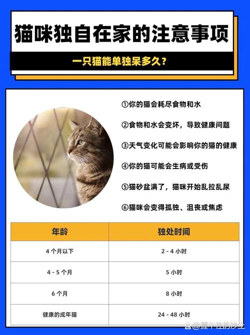 猫咪能持续多久独自在家?有什么依据?