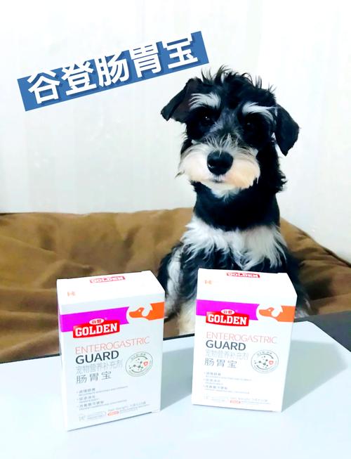 给狗狗喂肠胃宝的方法及注意事项有哪些?