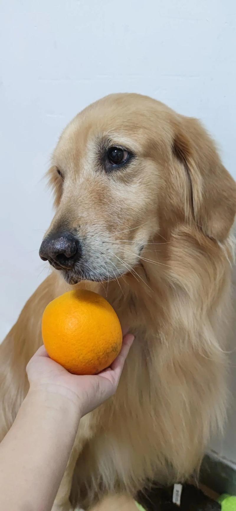 狗狗橘子吃多了会怎样