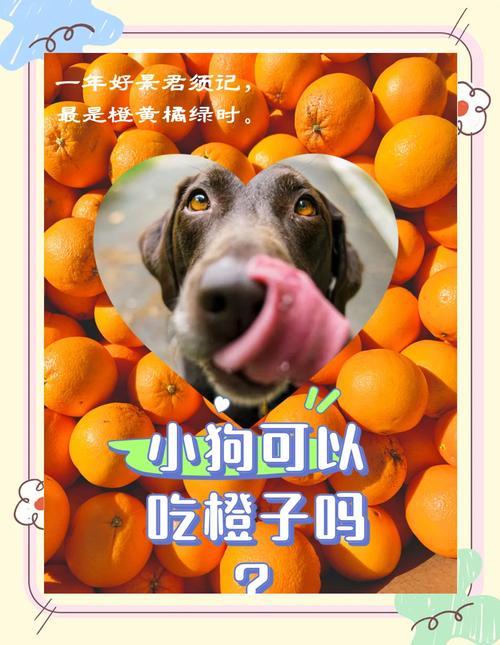 给狗狗吃桔子好不好?