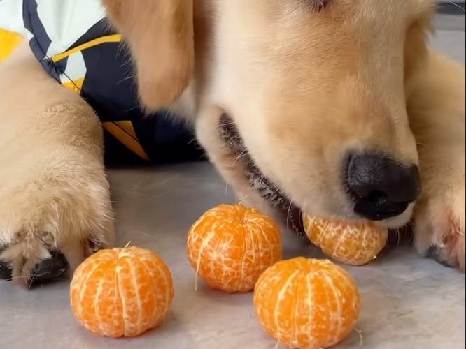 养狗狗为什么不能吃橘子