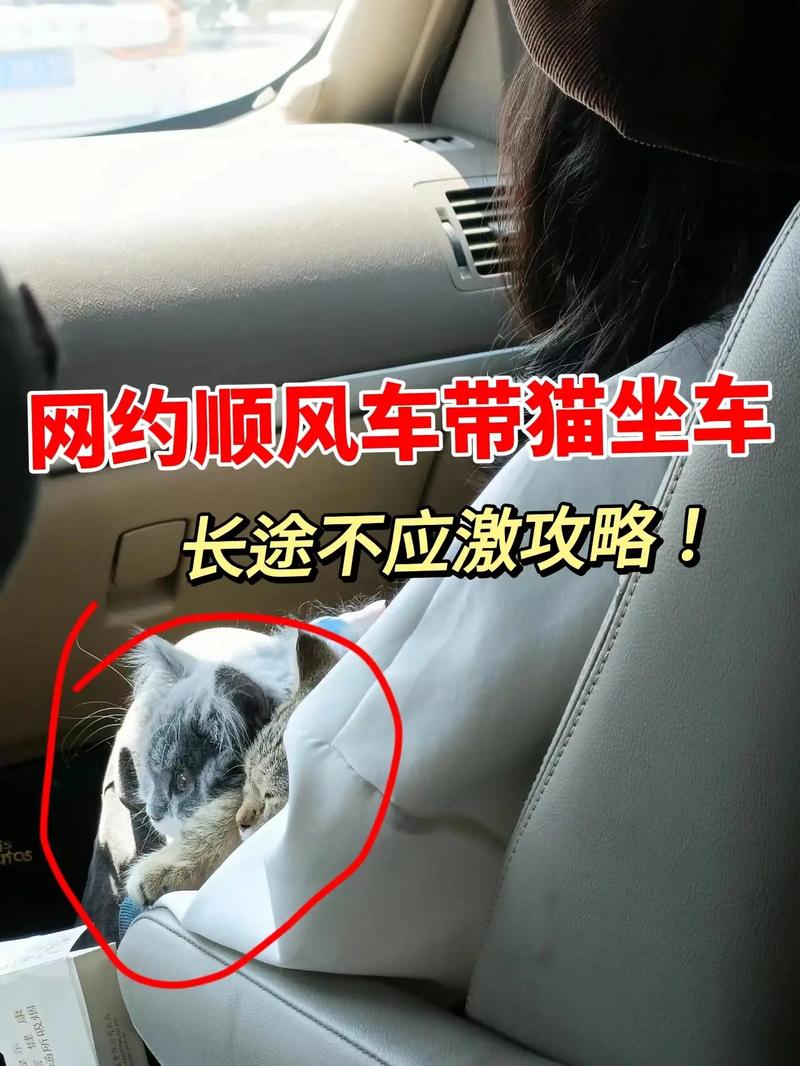 猫咪能不能带上大巴车