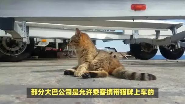 带猫坐大巴时需要注意些什么?